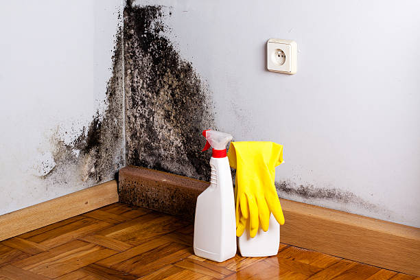 Best Post-Flood Mold Remediation in Gulf Breeze, FL