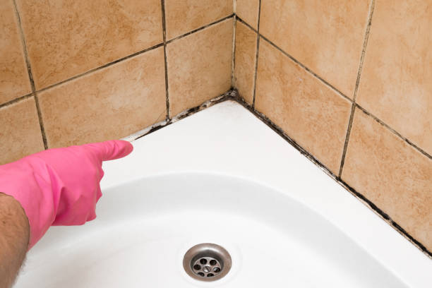 Best White Mold Remediation in Gulf Breeze, FL